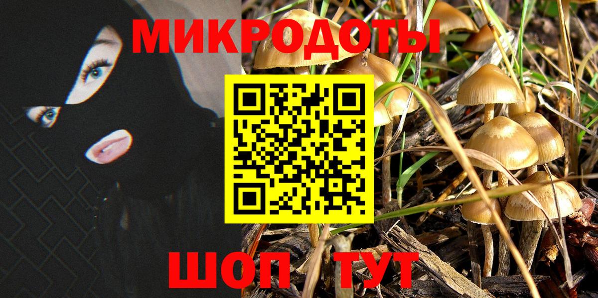 Псилоцибиновые грибы Psilocybine cubensis  Боровичи  Галлюциногенные грибы Psilocybe 